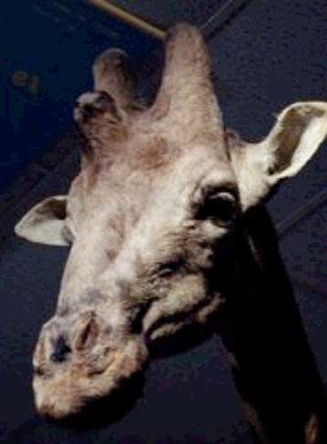 Giraffe with middle horn