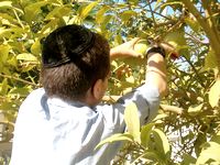 Picking esrogim